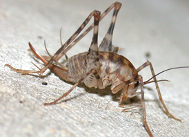 Greenhouse Camel Cricket